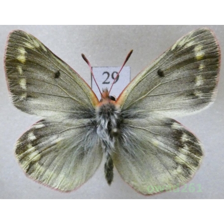Colias phicomone (Esper, 1780) male Austria29
